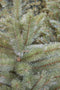 Triumph Tree Forest Frosted Kunstkerstboom - H260 x Ø168 cm - groen