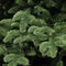 Triumph Tree kunstkerstboom deluxe abies nordmann maat in cm: 215 x 155 donkergroen - DONKERGROEN