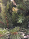 Triumph Tree - Kunstkerstboom - Forest Frosted Slim - Groen - 230cm