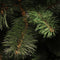 Triumph Tree - Rochdale kerstboom groen TIPS 984 - h230xd140cm - Kerstbomen (Franse boom )