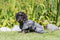 Trixie badjas hond badstof grijs (30 CM)