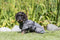 Trixie badjas hond badstof grijs (60 CM)
