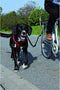 Trixie bikerset fietsbeugel - Fietsen met Hond - 1 stk