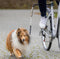 Trixie bikerset fietsbeugel - Fietsen met Hond - 1 stk
