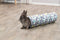 Trixie - Knaagdiertunnel - Sunny - Pluche - Grijs - 19X70 cm