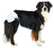 TRIXIE - Nappies for Dogs - M-L