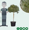 Parasolden Pinus pinea h 140cm st. omtrek 85cm st. h 100 cm