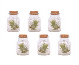 Plant in a Box - Mix van 6 Tillandsia - Luchtplantjes in glazen deco flesje