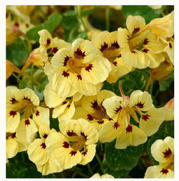 Tropaeolum m.n. Cream Troika