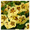 Tropaeolum m.n. Cream Troika