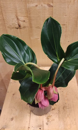 Trosbloem roze Medinilla Magnifica 2 stelen 2 bloemen kamerplant