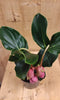 Trosbloem roze Medinilla Magnifica 2 stelen 2 bloemen kamerplant