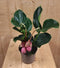 Trosbloem roze Medinilla Magnifica 2 stelen 2 bloemen kamerplant