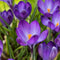 Plant in a Box - Krokus 'Ruby Giant' - Set van 200 Krokusbollen - Bloembollen voorjaar - Boerenkrokus - winterhard