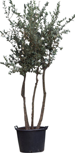 Kurkeik multistam | Quercus suber | Bomenbezorgd.nl