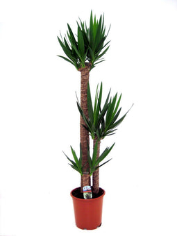 Plant in a Box - Yucca Elephantipes - Stevige kamerpalm - Gemakkelijke kamerplant - Pot 27cm - Hoogte 150-170cm