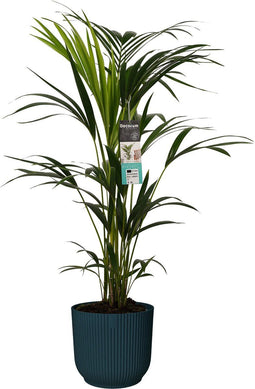 Decorum Kentia Palm in ELHO sierpot Vibes Fold (donkerblauw) - Gerrit Stolze - Groene plant- Hoogte 100 cm
