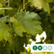 Witte druif op stam Vitis vinifera moscatel 62,5 cm
