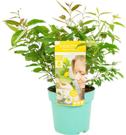 Plant in a Box - Eucalyptus 'Citriodora' - Eucalyptusstruik - ⌀19cm - Hoogte 35 cm - Citroengeur - Tegen muggen