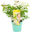Plant in a Box - Eucalyptus 'Citriodora' - Eucalyptusstruik - ⌀19cm - Hoogte 35 cm - Citroengeur - Tegen muggen
