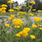 Duizendblad (Achillea fil.) 'Cloth of Gold' | 1 stuk | Bijen- en vlinderplant | Bijentuin | 11x11 cm Kwekerspot | Geurend | Geel
