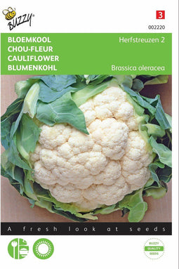 2 stuks - Buzzy - Bloemkool Herfstreuzen 2