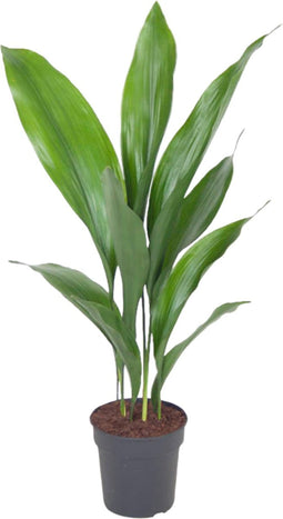 Aspidistra ↨ 60cm - hoge kwaliteit planten