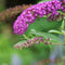 Plant in a Box - Buddleja Candy Little Ruby - Set van 2 - Buddleja davidii - Vlinderstruik Winterhard - Rode Bloemen - Pot 19cm - Hoogte 30-40cm
