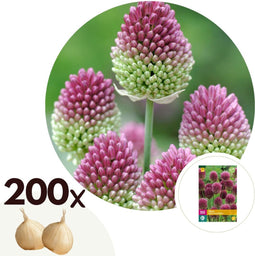 Plant in a Box - Allium Sphaerocephalon - Bloembollen x200 - Trommelstok - Bloembollen voor Tuin, Terras of Balkon