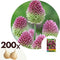 Plant in a Box - Allium Sphaerocephalon - Bloembollen x200 - Trommelstok - Bloembollen voor Tuin, Terras of Balkon