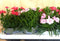 Tuinanjers 10 stuks in tray mix kleuren