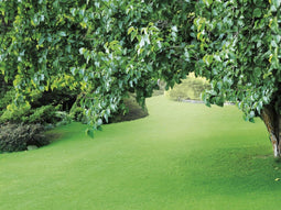 Tuinplanten grond aarde 40 liter