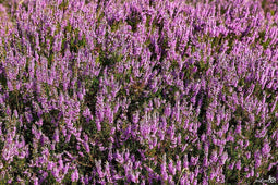 Tuinturf aarde 40 liter