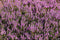 Tuinturf aarde 40 liter
