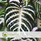 Plant in a Box - Aphelandra Curly White - Zebra plant - set van 4 - Pot 13cm - Hoogte 25-35cm