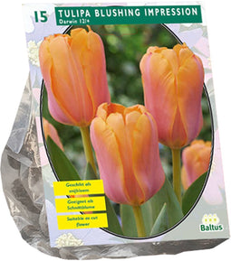Tulipa Blushing Impression, Darwin per 15