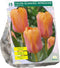 Tulipa Blushing Impression, Darwin per 15
