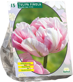 Tulipa Dubbel Laat Finola per 15