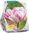 Tulipa Dubbel Laat Finola per 15