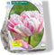 Tulipa Dubbel Laat Finola per 15