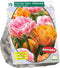 Tulipa Foxy Freedom per 15