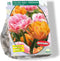 Tulipa Foxy Freedom per 15