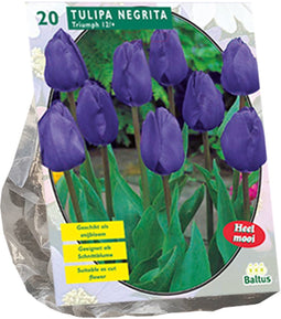 Tulipa Negrita, Triumph per 20