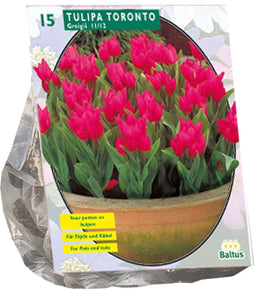 Tulipa Toronto, Greigii per 15