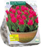 Tulipa Toronto, Greigii per 15