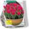 Tulipa Toronto, Greigii per 15