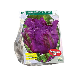 Tulipa (Tulpen) bloembollen - Negrita Parrot Parkiet - 1 x 10 stuks
