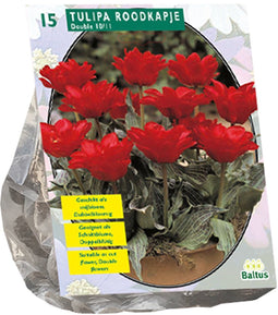 Tulp Dubbel - Roodkapje - 1 x 15 bloembollen