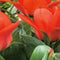Tulp Oriental Beauty - 10st - Bloembollen - JUB Holland