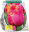 Tulpenbol Amazing Parrot - Parkiettulp - 1 x 10 bloembollen